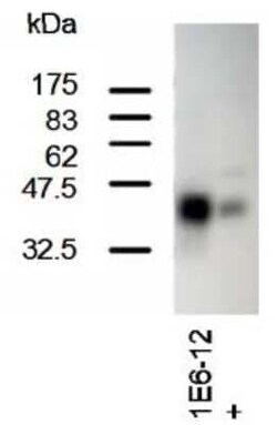 SCL/Tal1 Antibody (1E6) - BSA Free, Novus Biologicals 0.025 mL, Unconjugated:Antikörper