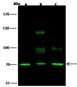 SCML2 Antibody, Novus Biologicals 50 &mu;g, Unconjugated:Antibodies, Polyclonal
