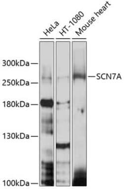 SCN7A Antibody - BSA Free, Novus Biologicals:Antibodies:Primary Antibodies
