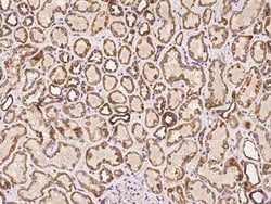 SCO1 Antibody, Novus Biologicals 50 &mu;g, Unconjugated:Antibodies, Polyclonal