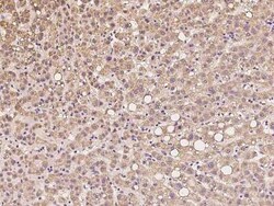 SCO1 Antibody, Novus Biologicals 50 &mu;g, Unconjugated:Antibodies, Polyclonal