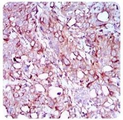 SCP3/SYCP3 Antibody (6F9C5) - Azide and BSA Free, Novus Biologicals 0.1