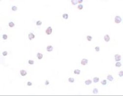 SCRN3 Antibody - BSA Free, Novus Biologicals 0.1 mg; Unconjugated:Antibodies,