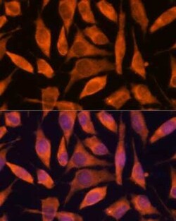 SCRN3 Antibody - Azide and BSA Free, Novus Biologicals 0.02 mL; Unconjugated:Antibodies,