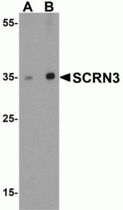 SCRN3 Antibody - BSA Free, Novus Biologicals 0.1 mg; Unconjugated:Antibodies,