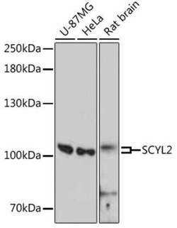 SCYL2 Antibody - Azide and BSA Free, Novus Biologicals:Antibodies:Primary