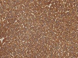 SDF2 Antibody, Novus Biologicals:Antibodies:Primary Antibodies