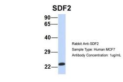 SDF2 Antibody, Novus Biologicals 100 &mu;L; Unconjugated:Antibodies, Polyclonal