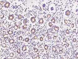 SDF4 Antibody, Novus Biologicals 100 &mu;g, Unconjugated:Antibodies, Polyclonal