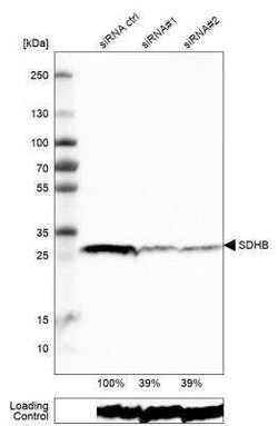 SDHB Antibody (CL0349), Novus Biologicals 0.1 mL, Unconjugated:Antibodies,