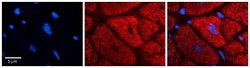 SDHC Antibody, Novus Biologicals 100 &mu;L | Buy Online | Novus Biologicals | Fisher Scientific