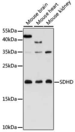 SDHD Antibody - Azide and BSA Free, Novus Biologicals:Antibodies:Primary