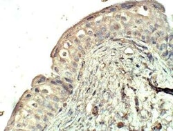 SEC23A Antibody, Novus Biologicals 100 &mu;g | Buy Online | Novus Biologicals | Fisher Scientific