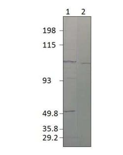 SEC23A Antibody, Novus Biologicals 100 &mu;g | Buy Online | Novus Biologicals | Fisher Scientific