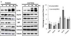 SEC24A Antibody (4D9), Novus Biologicals 0.1 mg | Buy Online | Novus Biologicals | Fisher Scientific