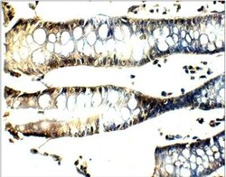 SEC24B Antibody, Novus Biologicals 100 &mu;g; Unconjugated:Antibodies,
