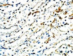 SEC24C Antibody, Novus Biologicals 100 &mu;g | Buy Online | Novus Biologicals | Fisher Scientific