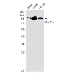 SEC24D Antibody (S01-5G5), Novus Biologicals:Antibodies:Primary Antibodies