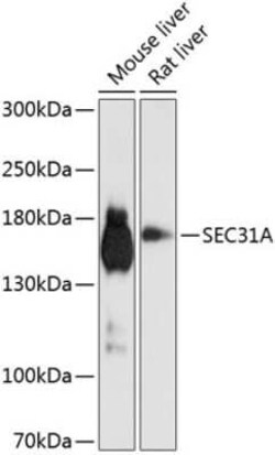 SEC31A Antibody - Azide and BSA Free, Novus Biologicals 0.02 mL, Unconjugated:Antibodies,