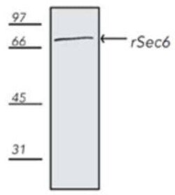 SEC6 Antibody (9H5), Novus Biologicals:Antibodies:Primary Antibodies