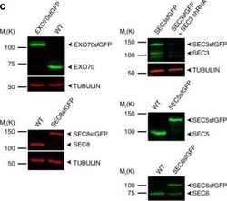 SEC6 Antibody (9H5), Novus Biologicals:Antibodies:Primary Antibodies
