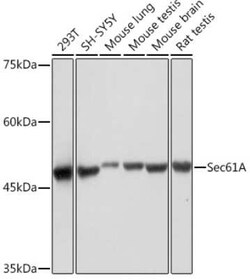 SEC61A Rabbit anti-Human, Mouse, Rat, Clone: ARC2323, Novus Biologicals
