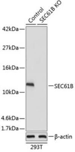 SEC61B Antibody - Azide and BSA Free, Novus Biologicals 0.02 mL; Unconjugated:Antibodies,