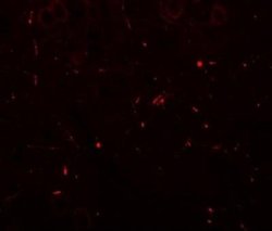 SEC62 Antibody - BSA Free, Novus Biologicals 0.1 mg; Unconjugated:Antibodies,