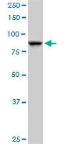 SEC63 Antibody, Novus Biologicals 0.05 mg | Buy Online | Novus Biologicals | Fisher Scientific
