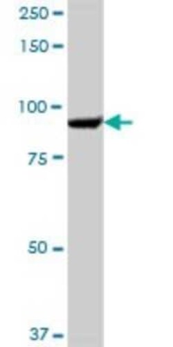 SEC63 Antibody, Novus Biologicals 0.05 mg | Buy Online | Novus Biologicals | Fisher Scientific