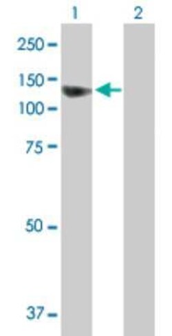 SEC63 Antibody, Novus Biologicals 0.05 mg | Buy Online | Novus Biologicals | Fisher Scientific