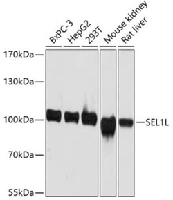 SEL1L Antibody - Azide and BSA Free, Novus Biologicals:Antibodies:Primary