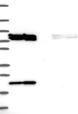 SELI Rabbit anti-Human, Polyclonal, Novus Biologicals:Antibodies:Primary