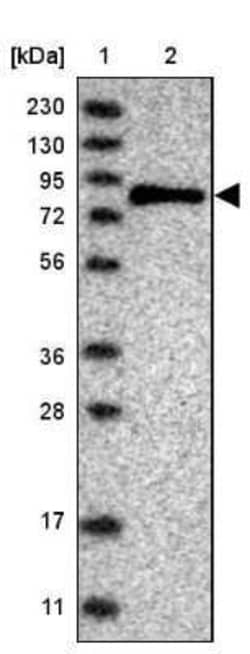 SENP2 Antibody, Novus Biologicals:Antibodies:Primary Antibodies