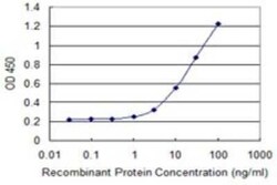 SEPHS1 Antibody (3G3), Novus Biologicals 0.1 mg | Buy Online | Novus Biologicals | Fisher Scientific