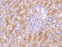 SEPHS2 Antibody, Novus Biologicals:Antibodies:Primary Antibodies