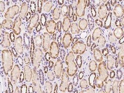 SERINC3 Antibody, Novus Biologicals:Antibodies:Primary Antibodies