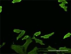 SERPINB1 Antibody (4D7), Novus Biologicals 0.1 mg | Buy Online | Novus Biologicals | Fisher Scientific