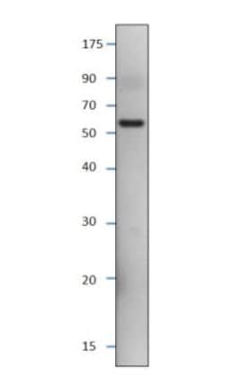 SESN3 Antibody, Novus Biologicals:Antibodies:Primary Antibodies