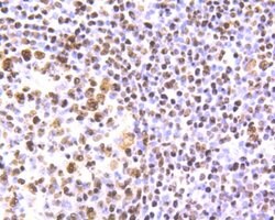 SET Rabbit anti-Human, Mouse, Rat, Clone: JB60-34, Novus Biologicals 100 &mu;L | Buy Online | Novus Biologicals | Fisher Scientific