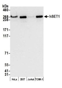 SETD1A Antibody (BLR024E), Novus Biologicals 100 &mu;L; Unconjugated:Antibodies,