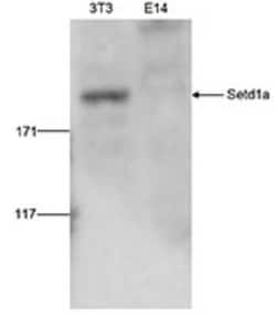 SETD1A Rabbit anti-Human, Mouse, Polyclonal, Novus Biologicals 25 &mu;g;