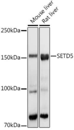 SETD5 Antibody - Azide and BSA Free, Novus Biologicals 0.1 mL | Buy Online | Novus Biologicals | Fisher Scientific