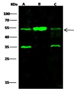 SETD7/9 Antibody (19), Novus Biologicals 50 &mu;g; Unconjugated:Antibodies,