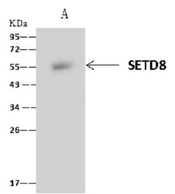 SETD8 Antibody, Novus Biologicals 100 &mu;g | Buy Online | Novus Biologicals | Fisher Scientific