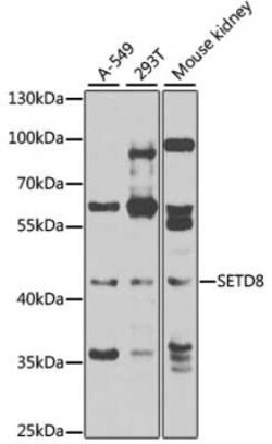 SETD8 Antibody - BSA Free, Novus Biologicals 0.02 mL, Unconjugated:Antibodies,