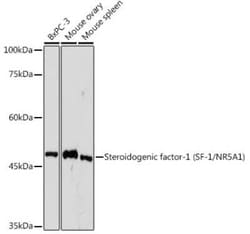 SF-1/NR5A1/Steroidogenic Factor 1 Rabbit anti-Human, Mouse, Rat, Clone:
