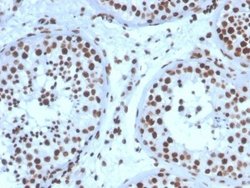 SF-1/NR5A1/Steroidogenic Factor 1 Antibody (NR5A1/3397) - Azide and BSA Free, Novus Biologicals 100 &mu;g | Buy Online | Novus Biologicals | Fisher Scientific
