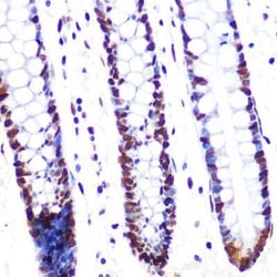 SF2 Rabbit anti-Human, Mouse, Rat, Clone: 8L3T3, Novus Biologicals:Antibodies:Primary