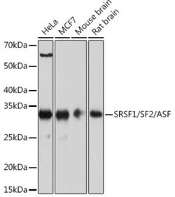 SF2 Rabbit anti-Human, Mouse, Rat, Clone: 8L3T3, Novus Biologicals:Antibodies:Primary